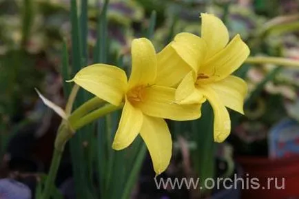 Gradina de plantare de flori și de îngrijire, cultivare, reproducere, descriere, poze (alte nume) plantare de flori de grădină și de îngrijire, cultivare, reproducere, descriere, fotografie