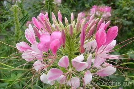Gradina de plantare de flori și de îngrijire, cultivare, reproducere, descriere, poze (alte nume) plantare de flori de grădină și de îngrijire, cultivare, reproducere, descriere, fotografie