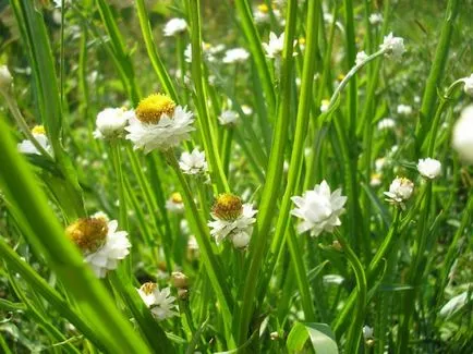 Gradina de plantare de flori și de îngrijire, cultivare, reproducere, descriere, poze (alte nume) plantare de flori de grădină și de îngrijire, cultivare, reproducere, descriere, fotografie