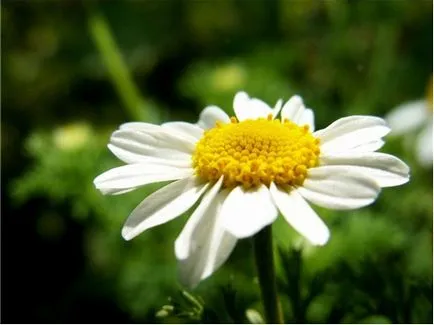 instrucțiuni video de pe Daisy Garden în creștere propriile lor mâini, în special de plantare, îngrijire, fotografie (margaretă grădină în creștere de plantare și îngrijire foto) Gradina de instruire video de pe Daisy în creștere propriile lor mâini, caracteristici de plantare, îngrijire, fotografie
