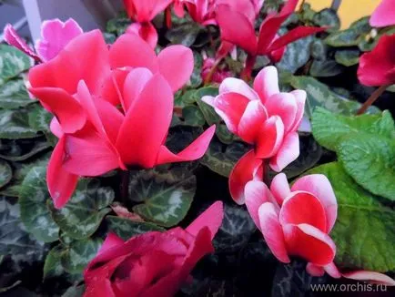 Gradina de plantare de flori și de îngrijire, cultivare, reproducere, descriere, poze (îngrijire) plantare de flori de grădină și de îngrijire, cultivare, reproducere, descriere, fotografie