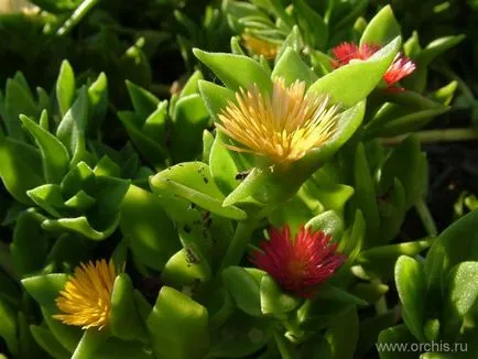 Gradina de plantare de flori și de îngrijire, cultivare, reproducere, descriere, poze (alte nume) plantare de flori de grădină și de îngrijire, cultivare, reproducere, descriere, fotografie