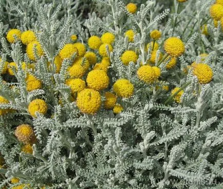 Gradina de plantare de flori și de îngrijire, cultivare, reproducere, descriere, poze (alte nume) plantare de flori de grădină și de îngrijire, cultivare, reproducere, descriere, fotografie