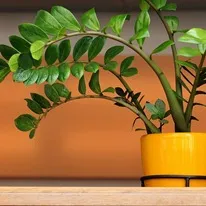 Cele mai multe plante de apartament undemanding - cultivare, Plante de casa fotografie, flori preferate (în interior) Cele mai multe plante de apartament nepretențioase - cultivare, plante de apartament, flori fotografie preferate