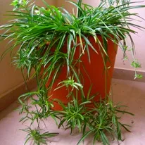 Cele mai multe plante de apartament nepretențioase - cultivare, plante de apartament, flori fotografie preferate (în creștere) Cele mai multe plante de apartament nepretențioase - cultivare, plante de apartament, flori fotografie preferate