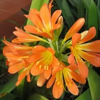 Cele mai multe plante de apartament undemanding - cultivare, Plante de casa fotografie, flori preferate (plante) Cele mai multe plante de apartament nepretențioase - cultivare, plante de apartament, flori fotografie preferate