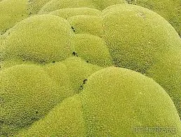 Faptele cele mai interesante despre plante (Nature) Faptele cele mai interesante despre plante