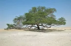 Faptele cele mai interesante despre plante (cele mai multe) Faptele cele mai interesante despre plante