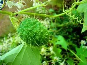 Faptele cele mai interesante despre plante (Nature) Faptele cele mai interesante despre plante