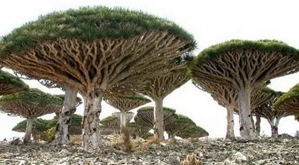 Faptele cele mai interesante despre plante (plante) Faptele cele mai interesante despre plante