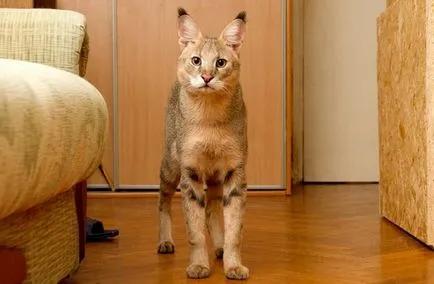 Cea mai mare pisica domestica din lume (top 6) (cat) Cea mai mare pisica domestica din lume (top 6)