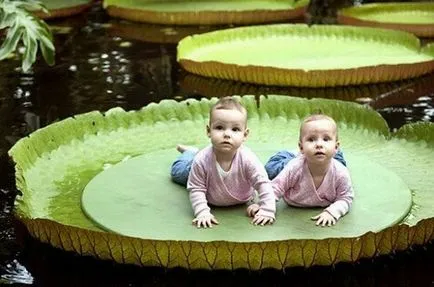 Faptele cele mai interesante despre plante (Nature) Faptele cele mai interesante despre plante