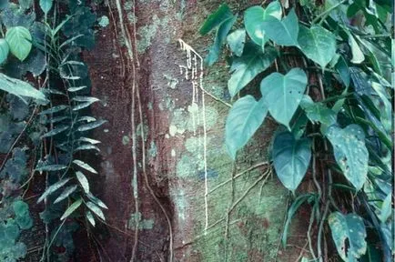 Faptele cele mai interesante despre plante (flora) Faptele cele mai interesante despre plante