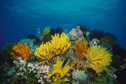 Faptele cele mai interesante despre plante (plante) Faptele cele mai interesante despre plante