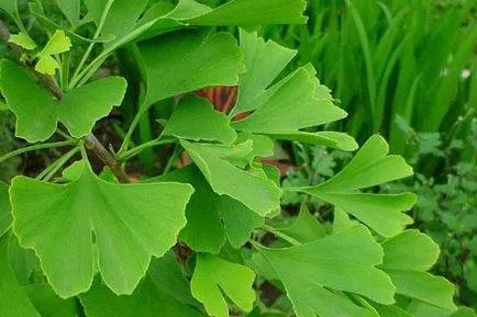 Faptele cele mai interesante despre plante (planeta noastră există) Faptele cele mai interesante despre plante