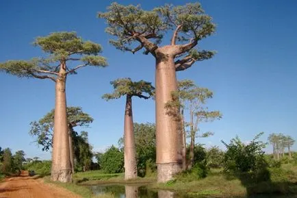 Faptele cele mai interesante despre plante (plante) Faptele cele mai interesante despre plante