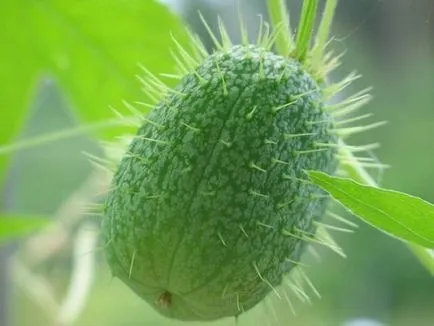 Faptele cele mai interesante despre plante (planeta noastră există) Faptele cele mai interesante despre plante