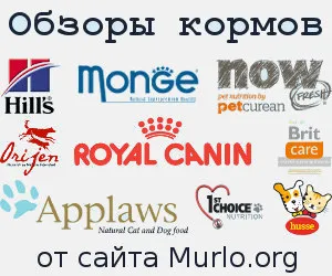 Site-ul „halbă“ - totul despre pisici!