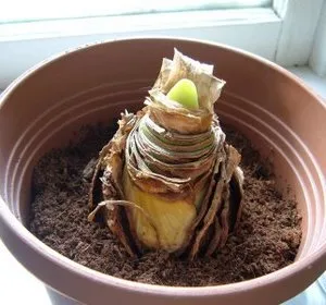 Cel mai important lucru despre flori Amaryllis de interior și de îngrijire pentru el acasă