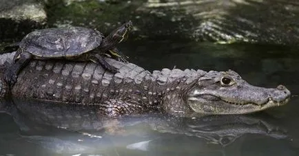 Cel mai ciudat cuplu animal - fapte neobișnuite (cuplu) Cel mai ciudat cuplu animal - fapte neobișnuite