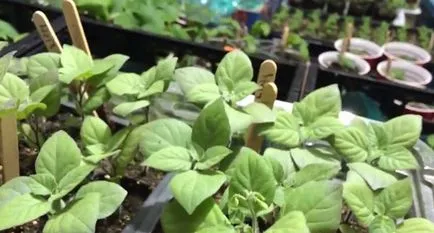 utilizarea Sunberry, cultivare, îngrijire, rețete (rețete) Sunberry utilizare, cultivare, îngrijire, rețete