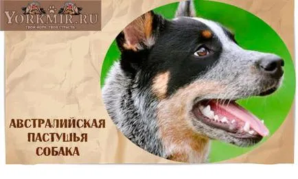 Cel mai inteligent câine din lume, o listă de clasificare câinii cele mai inteligente