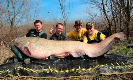 Cele mai mari catfish din Top10 lume cu exemple de fotografii (spun unii experți) Cel mai mare pisică de mare din lume TOP10 cu exemple de fotografii