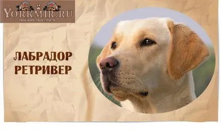 Cel mai inteligent câine din lume, o listă de clasificare câinii cele mai inteligente