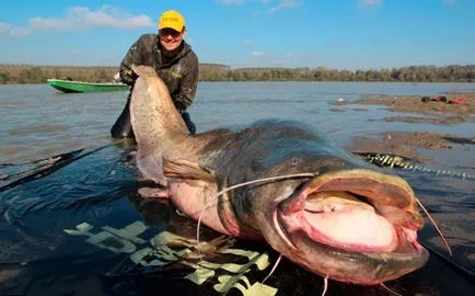 Cele mai mari catfish din Top10 lume cu exemple de fotografii (spun unii experți) Cel mai mare pisică de mare din lume TOP10 cu exemple de fotografii