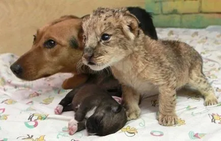 Cel mai ciudat cuplu animal - fapte neobișnuite (ciudat) Cel mai ciudat cuplu animal - fapte neobișnuite
