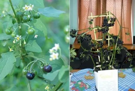 utilizarea Sunberry, cultivare, îngrijire, rețete (de îngrijire) Sunberry utilizare, cultivare, îngrijire, rețete