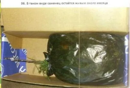 Puieți E-mail - Gradina Siberia