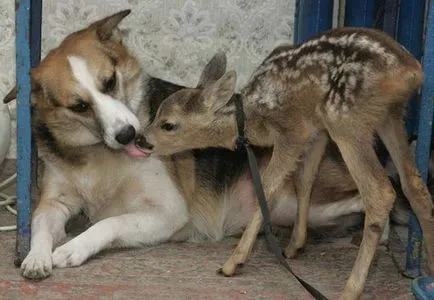 Cel mai ciudat cuplu animal - fapte neobișnuite (ciudat) Cel mai ciudat cuplu animal - fapte neobișnuite