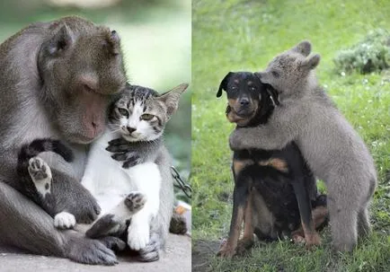 Cel mai ciudat cuplu animal - fapte neobișnuite (cele mai multe) Cel mai ciudat cuplu animal - fapte neobișnuite