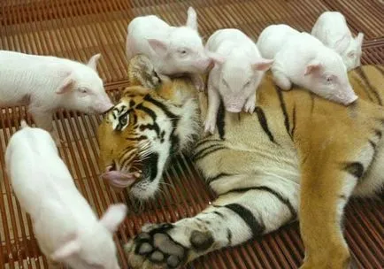 Cel mai ciudat cuplu animal - fapte neobișnuite (animale) Cel mai ciudat cuplu animal - fapte neobișnuite