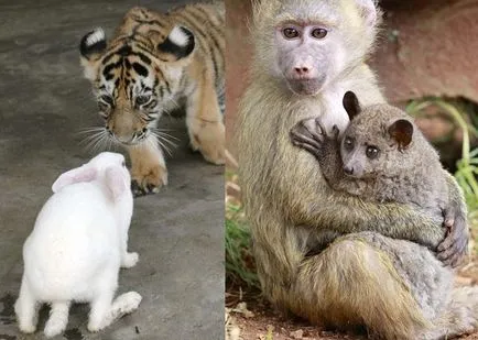 Cel mai ciudat cuplu animal - fapte neobișnuite (animale) Cel mai ciudat cuplu animal - fapte neobișnuite
