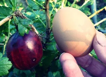 Recoltă de culesul fructelor