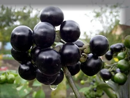 utilizarea Sunberry, cultivare, îngrijire, rețete (rețete) Sunberry utilizare, cultivare, îngrijire, rețete