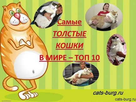 Cel mai gras pisica din lume - top 10, orașul pisicilor