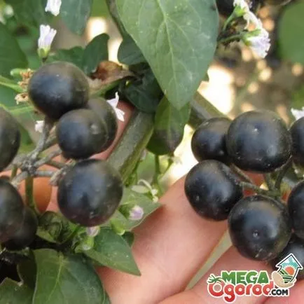 Descriere Sunberry, cultivarea semințelor și a proprietăților boabe (Sunberry) Descrierea Sunberry, cultivarea semințelor și a proprietăților de fructe de pădure