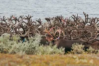 viața românească nord de păstorii de reni în tundra (ren „Harp“ brigadă) Nord crescatori de viață din România în tundra