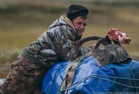 viața românească de Nord de păstorii de reni din tundra (viata) viața românească nord de păstorii de reni în tundra