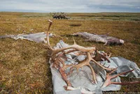 viața românească nord de păstorii de reni în tundra (ren „Harp“ brigadă) viața românească nord de păstorii de reni în tundra
