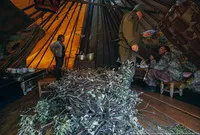 viața românească nord de păstorii de reni în tundra (ren „Harp“ brigadă) viața românească nord de păstorii de reni în tundra