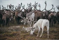 viața românească nord de păstorii de reni în tundra (ren „Harp“ brigadă) viața românească nord de păstorii de reni în tundra
