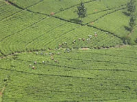 Agricultura - este
