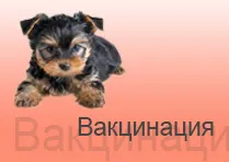 Asigurați-un arc cu mâinile lor pentru York, Yorkshire Terrier (do) Asigurați-un arc cu mâinile lor pentru York, Yorkshire Terrier
