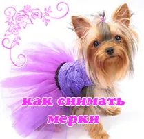 Asigurați-un arc cu mâinile lor pentru York, Yorkshire Terrier (York) Asigurați-un arc cu mâinile lor pentru York, Yorkshire Terrier
