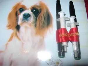 Asigurați-un arc cu mâinile lor pentru York, Yorkshire Terrier (York) Asigurați-un arc cu mâinile lor pentru York, Yorkshire Terrier