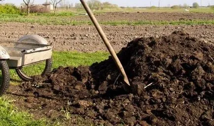 Secretele cum ar fi gunoiul de grajd pentru a fertiliza grădină